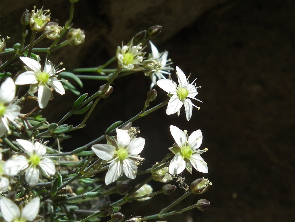 Moehringia glaucovirens / Moehringia verde-glauca